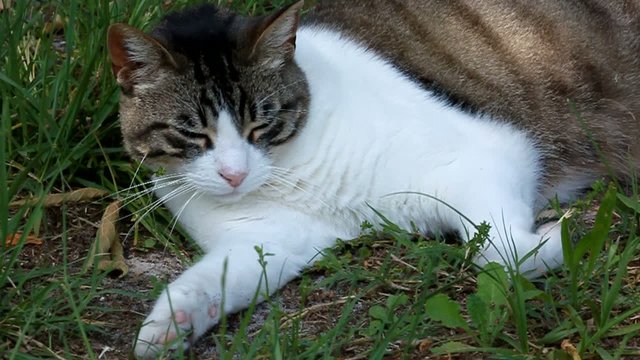 repos dans l'herbe d'un gros chat