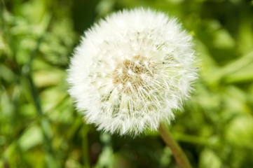 white dandelion on a green background