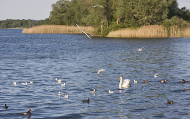 chiemsee