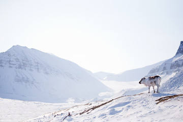 Reindeer on Winter Landscape