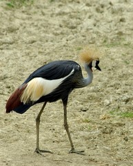 grue couronnée