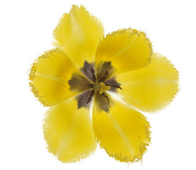 yellow open tulip