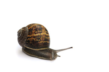 single snail