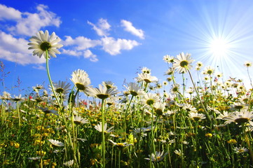 Fototapeta na wymiar daisy flower from below with blue sky