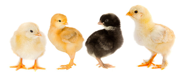 Yellow chicks and one chick black