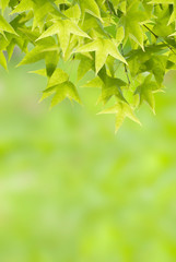 Fototapeta na wymiar Newborn green Leaves