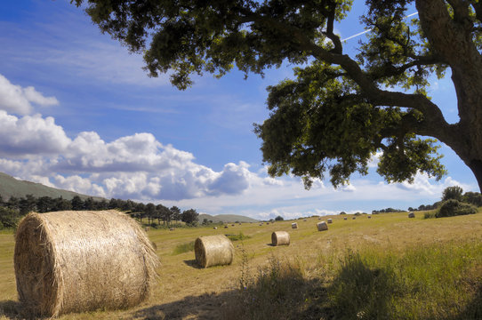 veduta di albero con campo di rotoballe e fieno tagliato