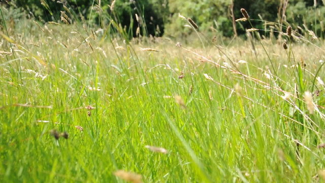 Herbe et Bl&eacute;