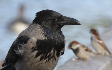 Hooded Crow
