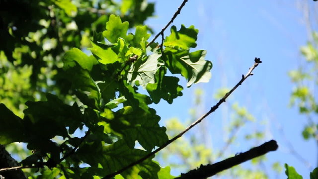 Branche Verte