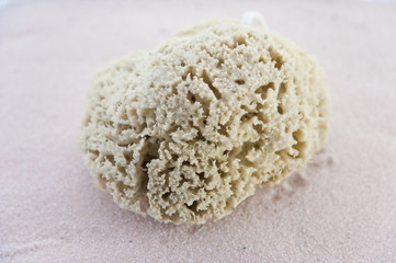 sponge