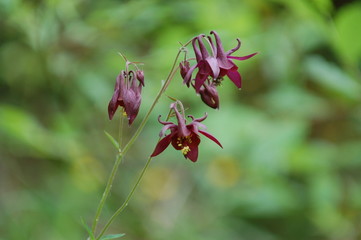 aquilegia