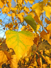 Autumnal yellow leafs