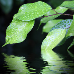 reflets de ficus