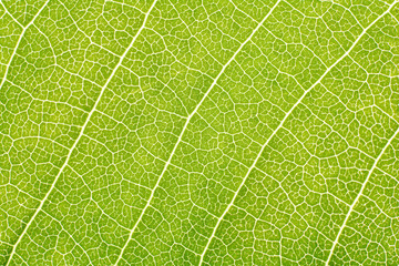 structure of leaf