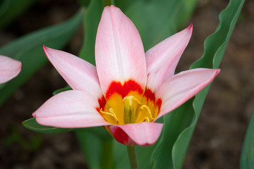 Obraz premium Tulpe