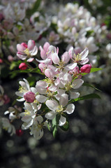 Frühlingsblüte