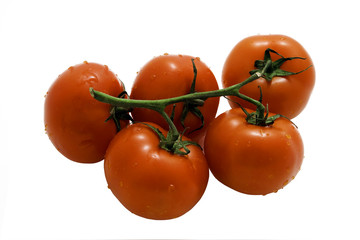 tomates (Solanum lycopersicum)