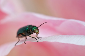 Käfer