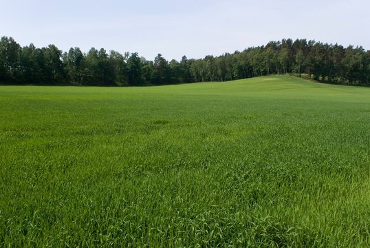 Fototapeta Green field