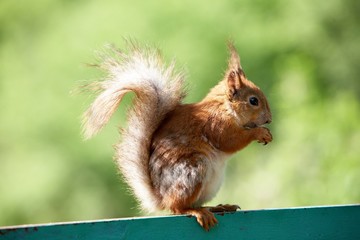 Squirrel