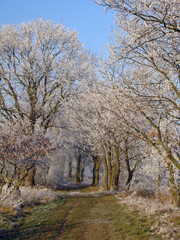 Obraz premium Wege im Winter