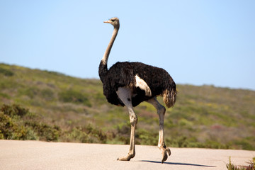 Naklejka premium Strauß