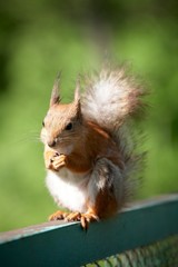Squirrel