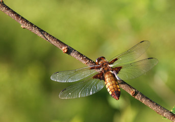 Libellula depressa