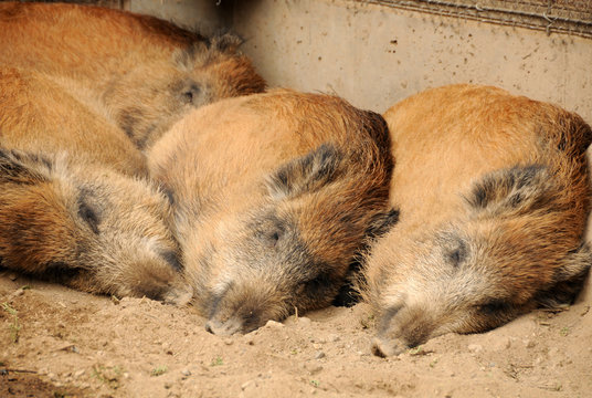 Pigs sleeping