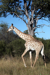 Giraffe in the Okavango