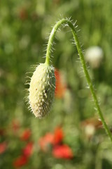 Poppy bud