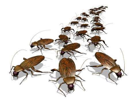 Cockroach Invasion