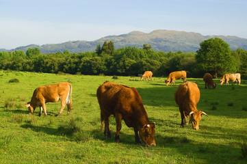 Fototapeta na wymiar więcej krowy jedzą świeżą trawę w polu zielony