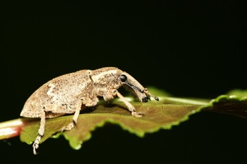 weevil