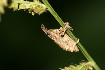 weevil