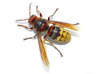 Hornisse freigestellt