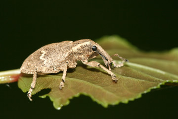 weevil