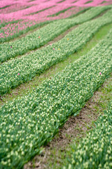Pink tulip bud