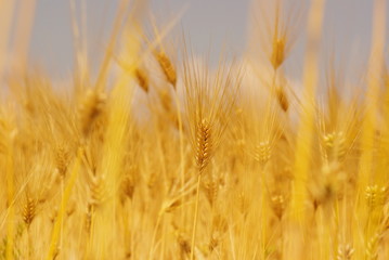 金の小麦