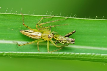 lynx spider eating a grasshopper