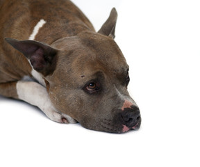 The big dog on a white background.