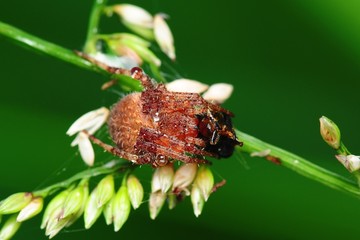 brown legged spider eating an insect