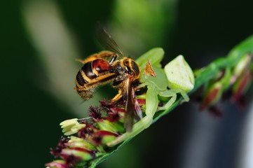 crab spider eating a bee