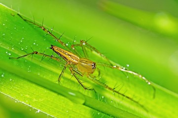 lynx spider in the parks
