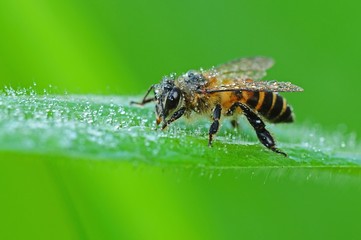 bee and dew in the parks