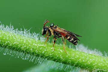 bee and dew in the parks