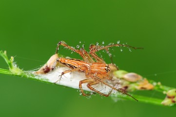 lynx spider and dew in the parks