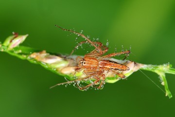 lynx spider and dew in the parks