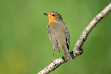 petirrojo en la ramita